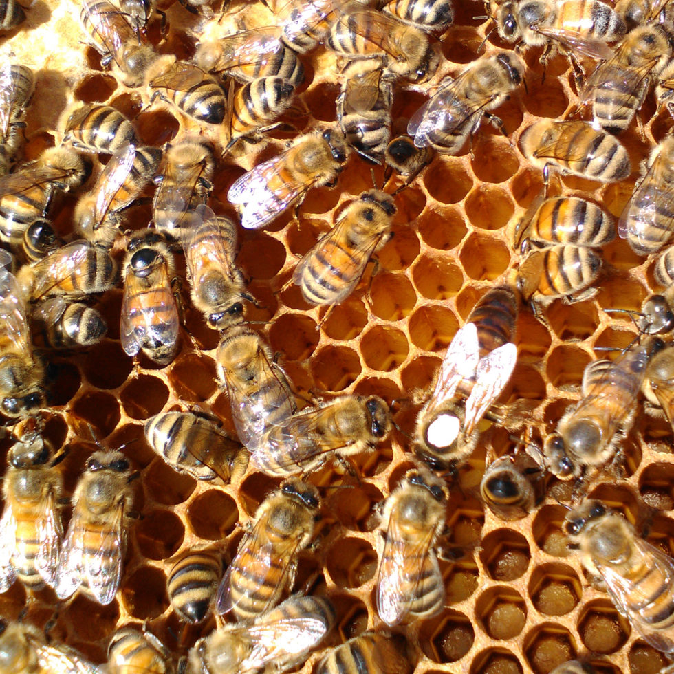Eccles Apiaries Bees — Buy Bees Online Canada